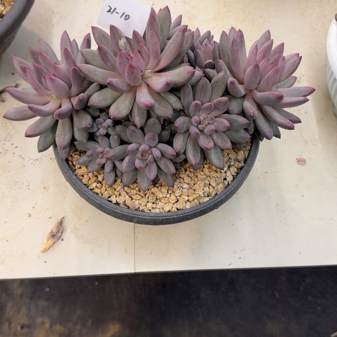 来***张21-10虞美人多肉植物