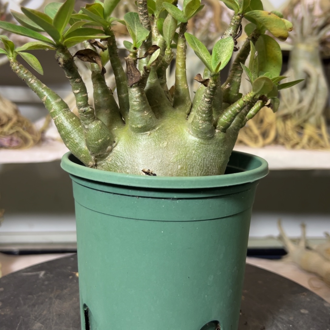 进口泰沙 哥斯拉自然根