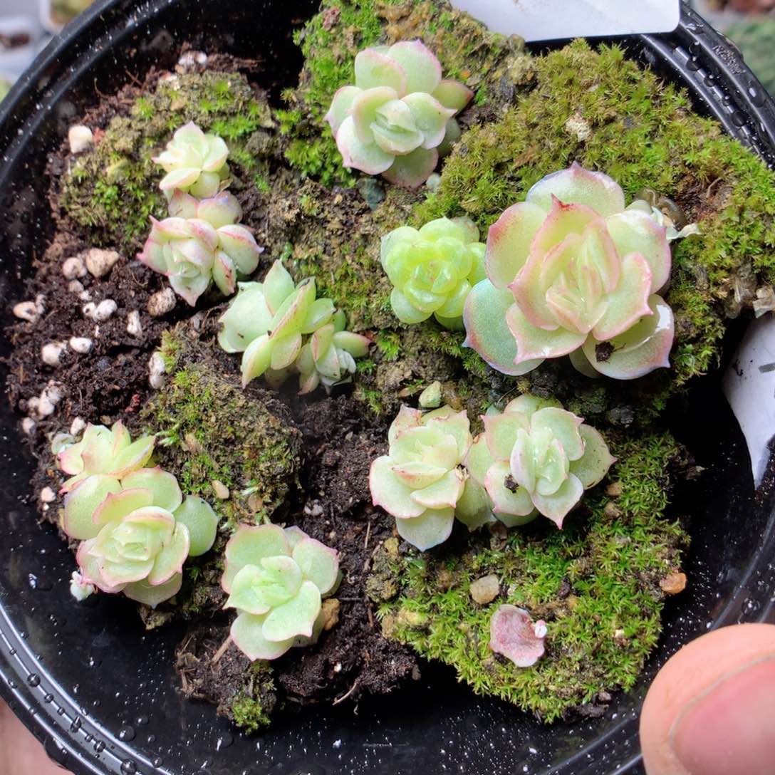 无花朵W84英语英语英语