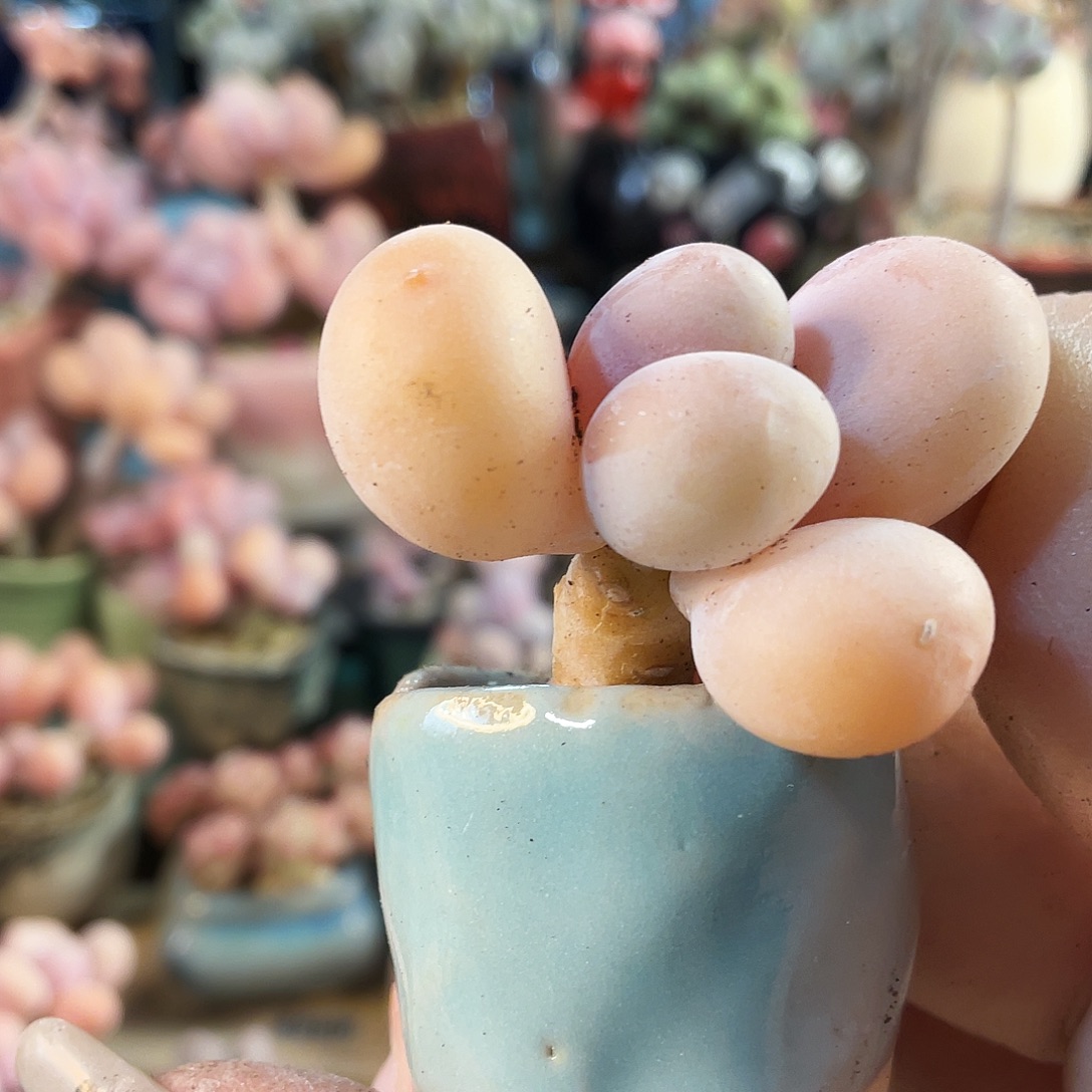 悟***问多肉植物的生长发育和生长发育