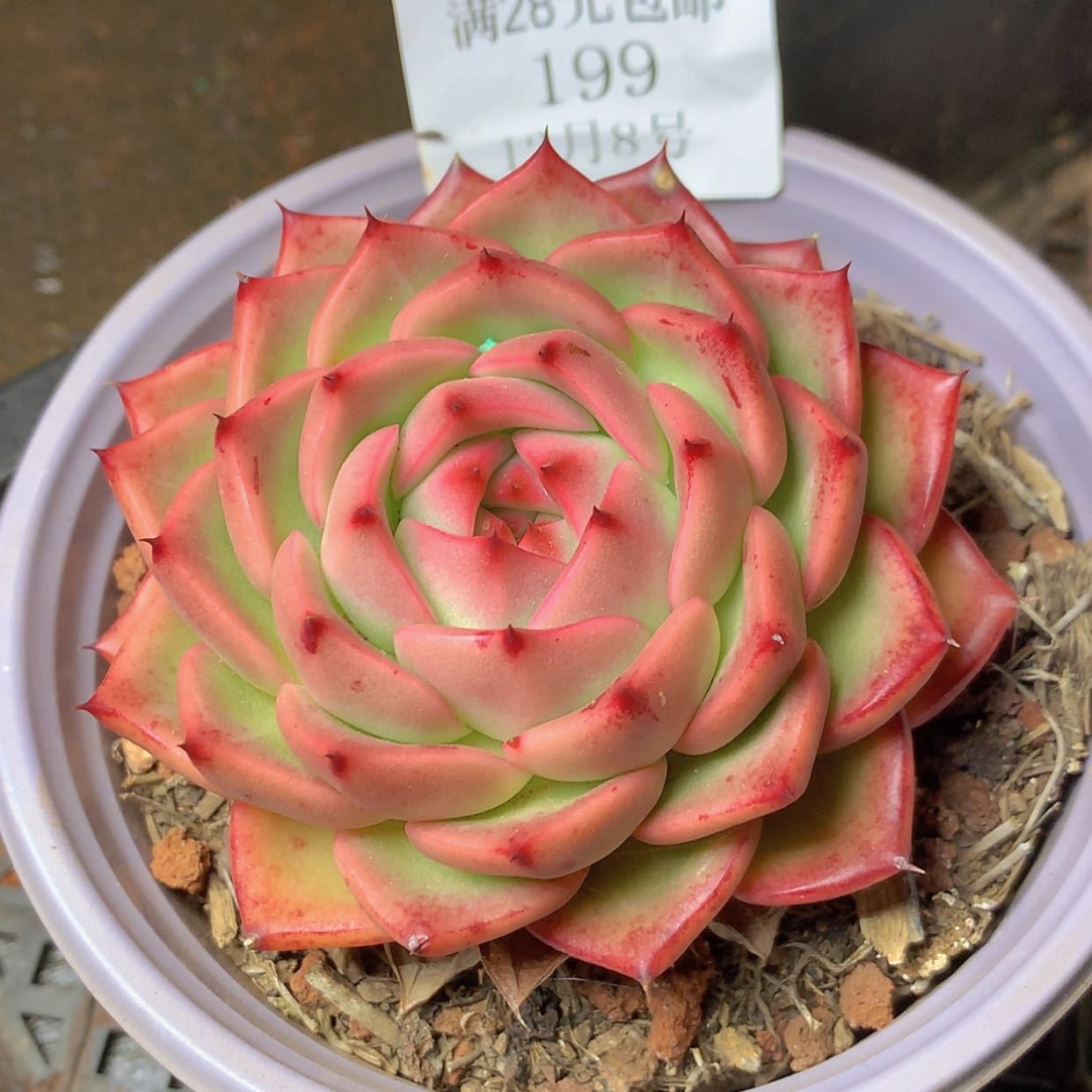 【闪购商品】云199号