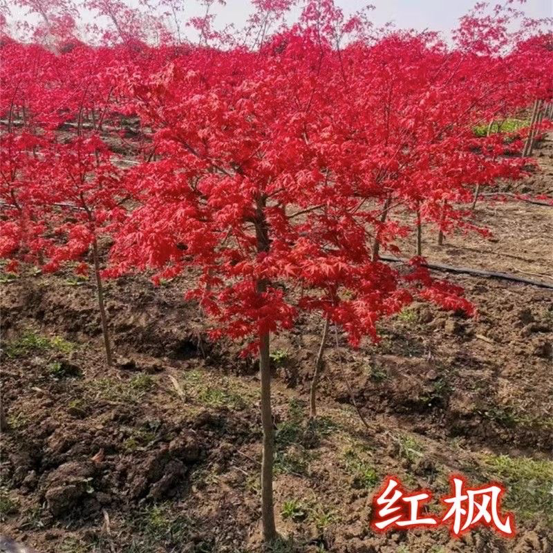 红枫苗适合庭院花园种植的三季红彩叶景观树