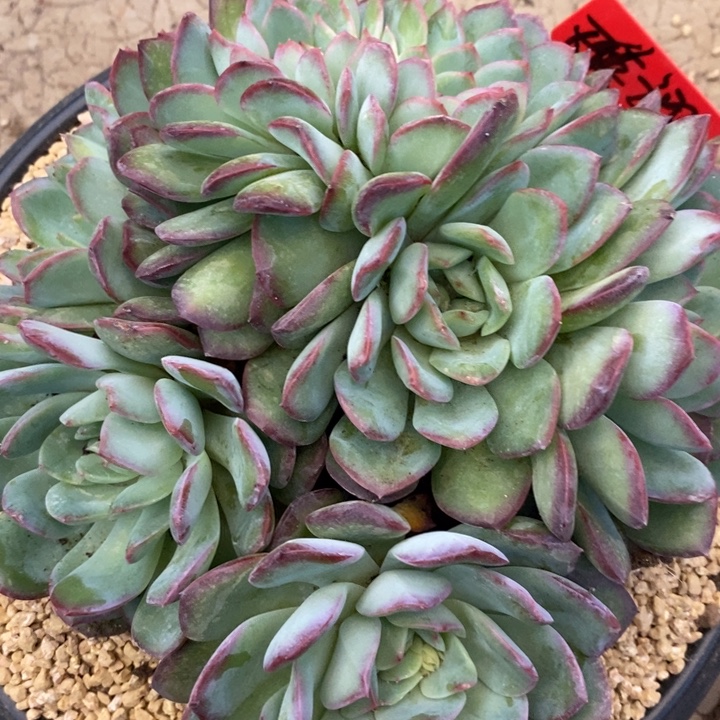 天***翼888888888888888888