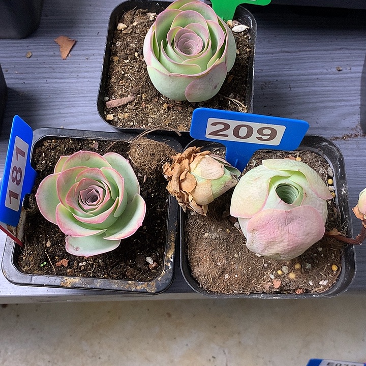 ᝰ***ꪝ一物一拍组合福利181