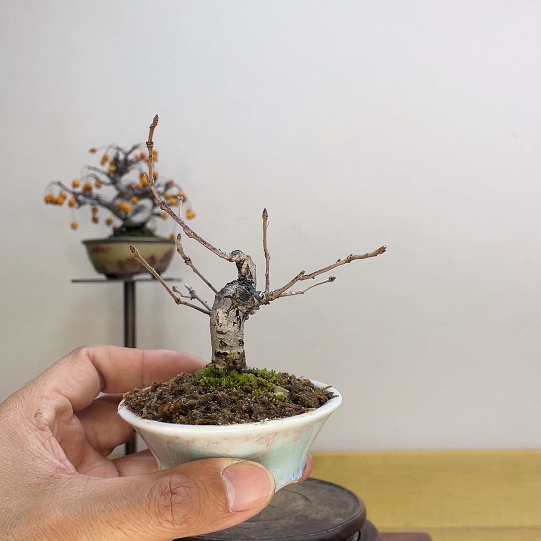 木本榛子橡果盆栽