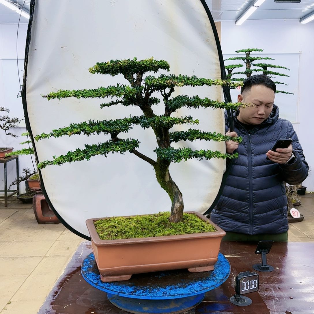 盆景欢迎大家一起来捡漏