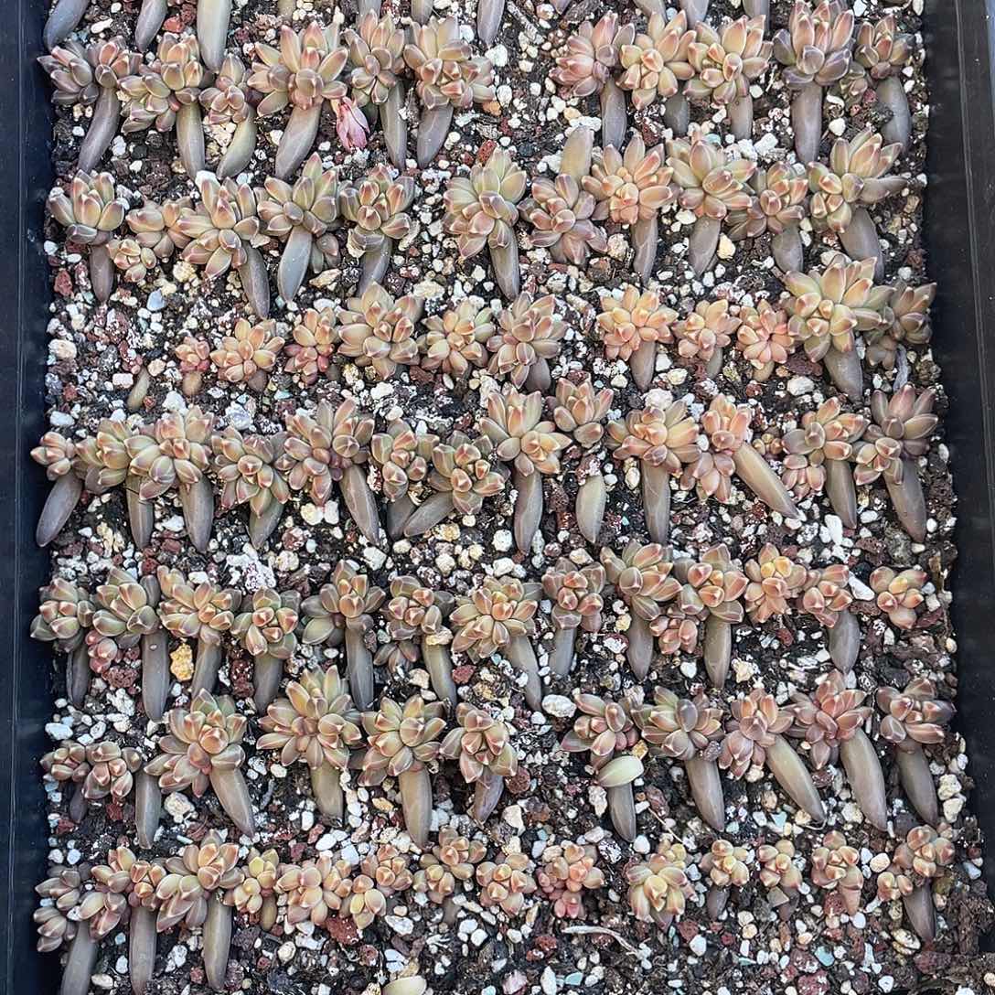 美人杂一盘保底100颗脱土发