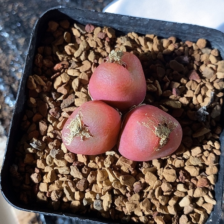 29351。    吕毛。  