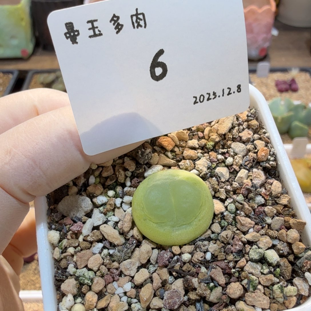 多肉多肉多肉12.8-006 拉登1.8cm