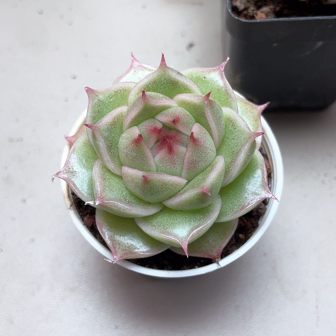 优选麦秆福利8899