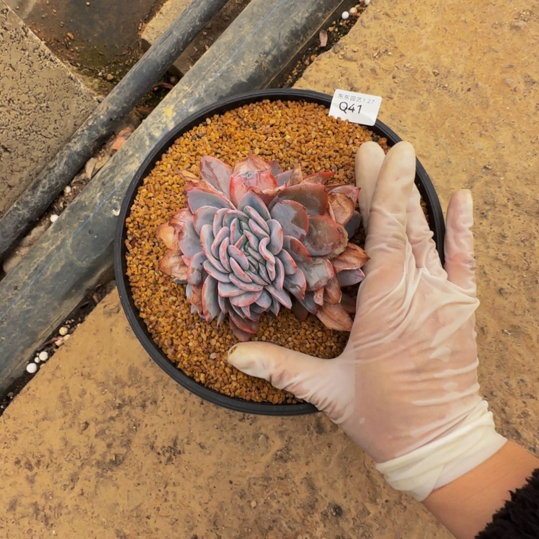 q q q q q q q q q q q 41