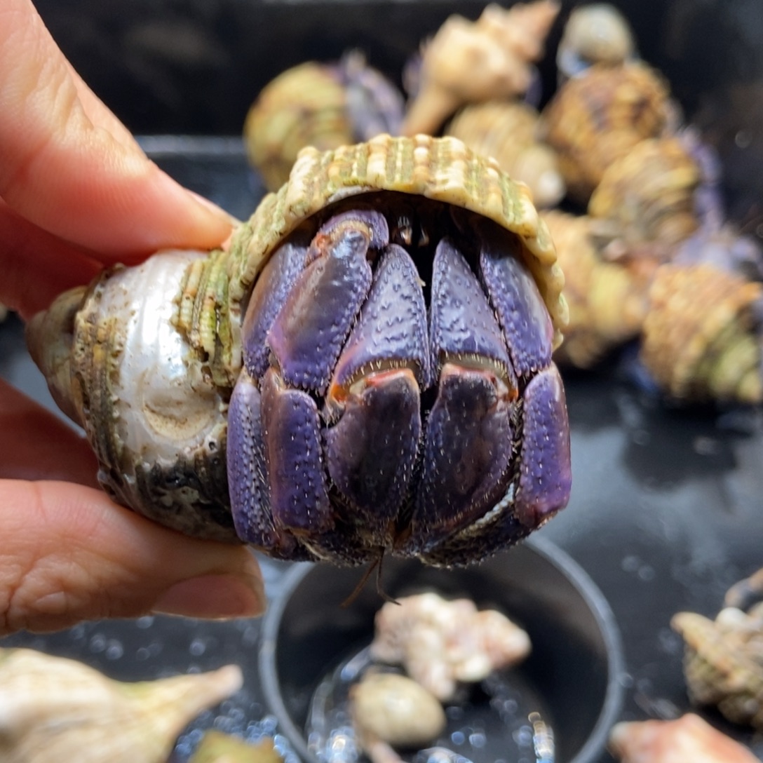 寄居蟹紫陆残联断一只脚
