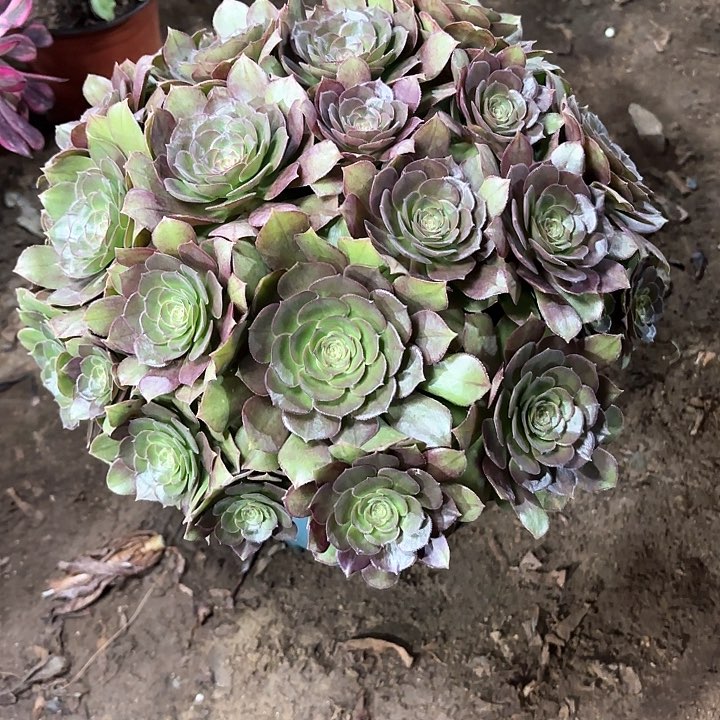 多肉植物万圣节94