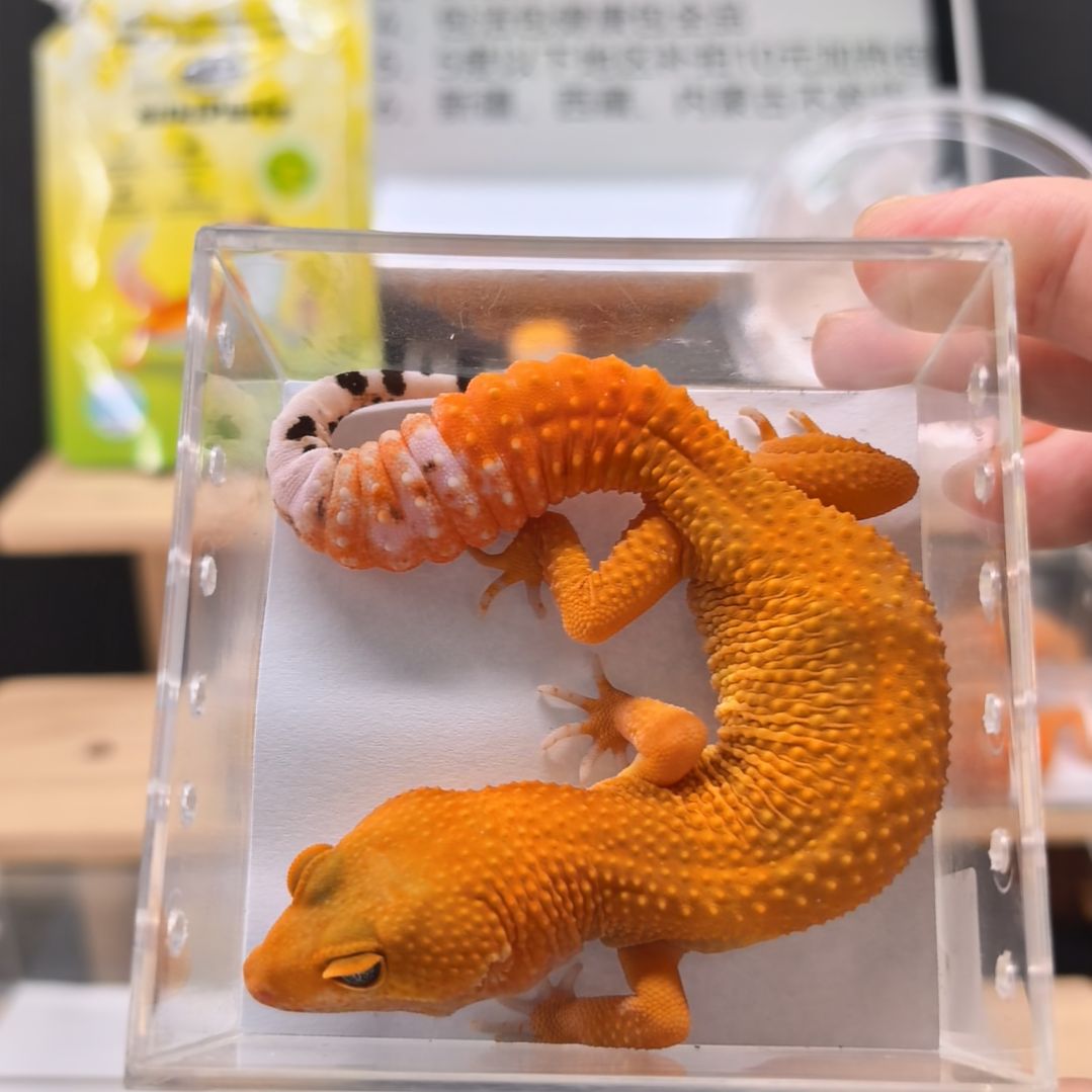 豹纹守宫蜜橘小亚成母8.18出壳体重29克