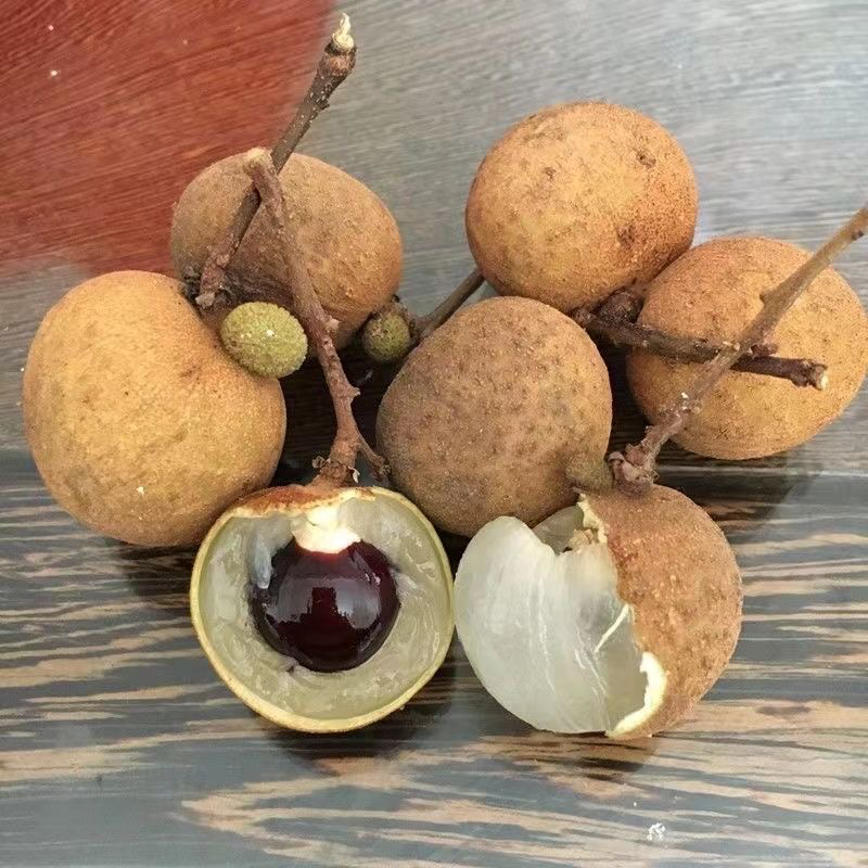 龙眼树苗，四季，石硖，储量