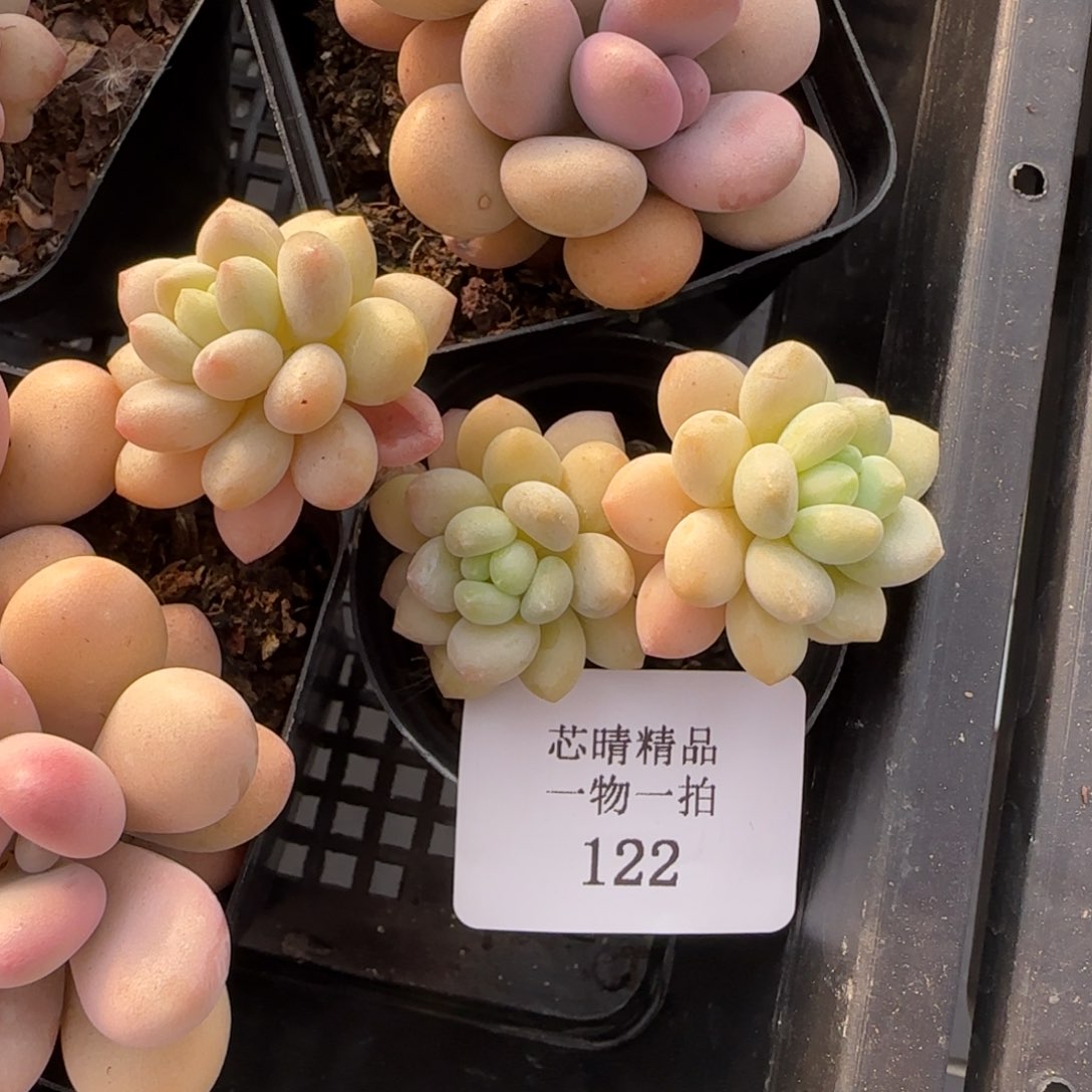 闪购精品多肉122号