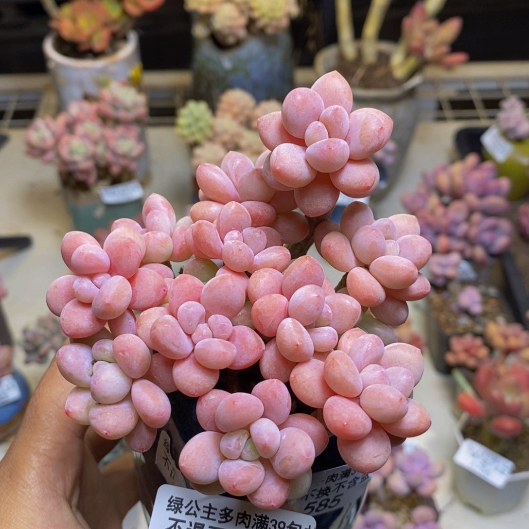 769鱼子酱多肉8cm