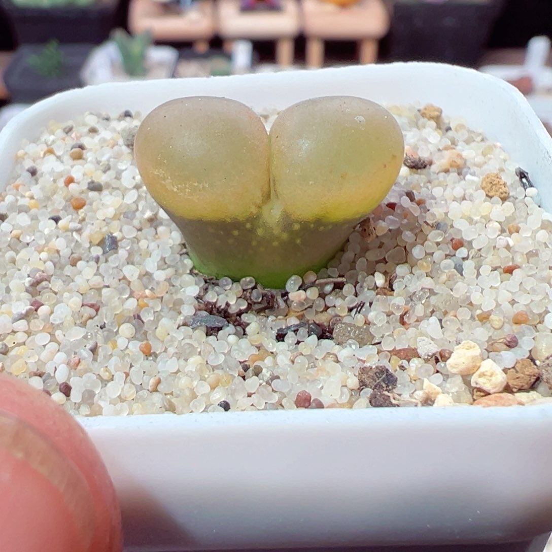 114-352.多肉风铃