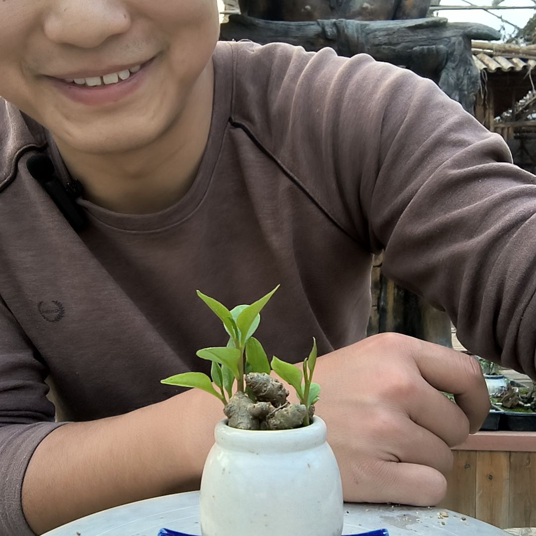 用****7小盆景小植物一物一拍132