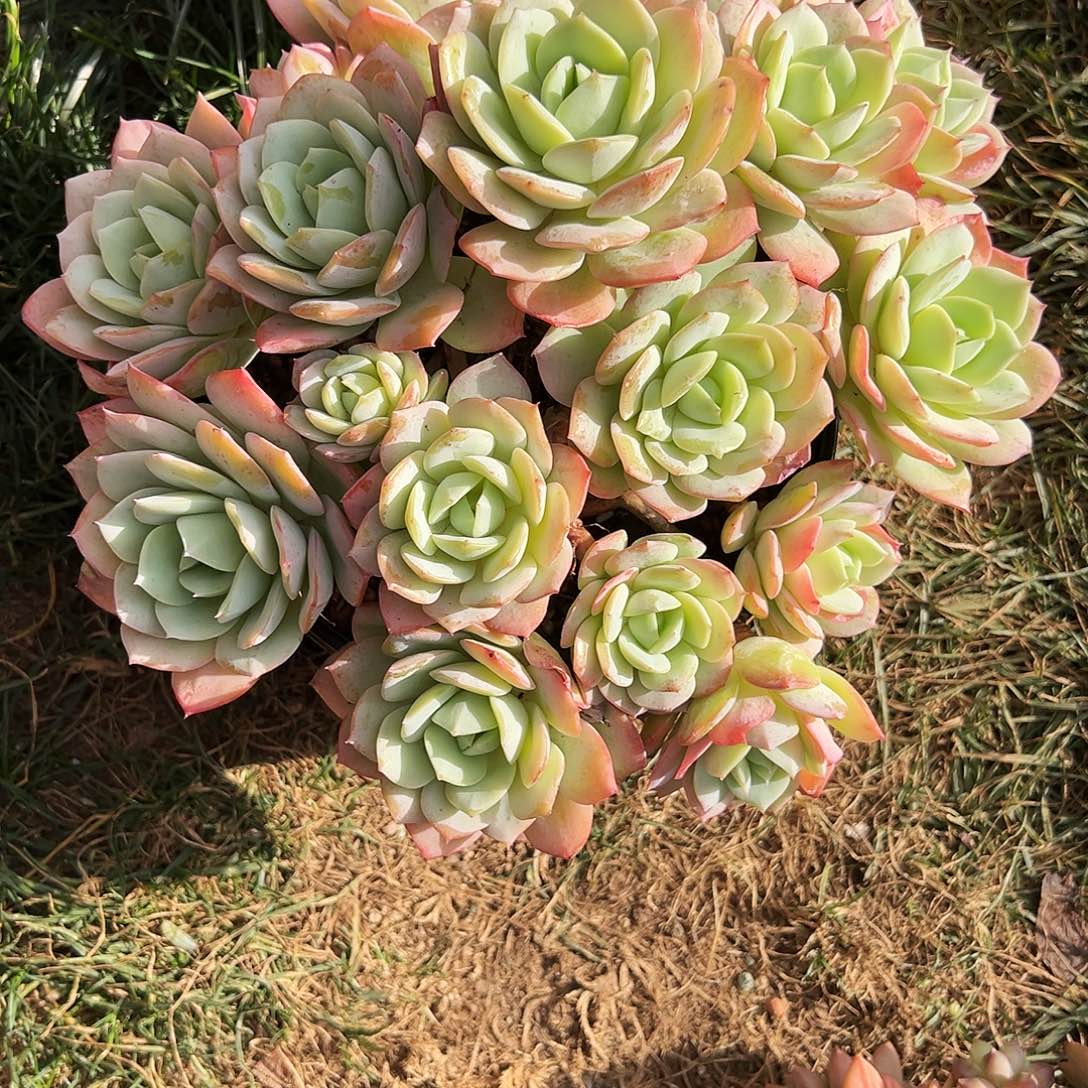 竹***火恋曲1111111111111111