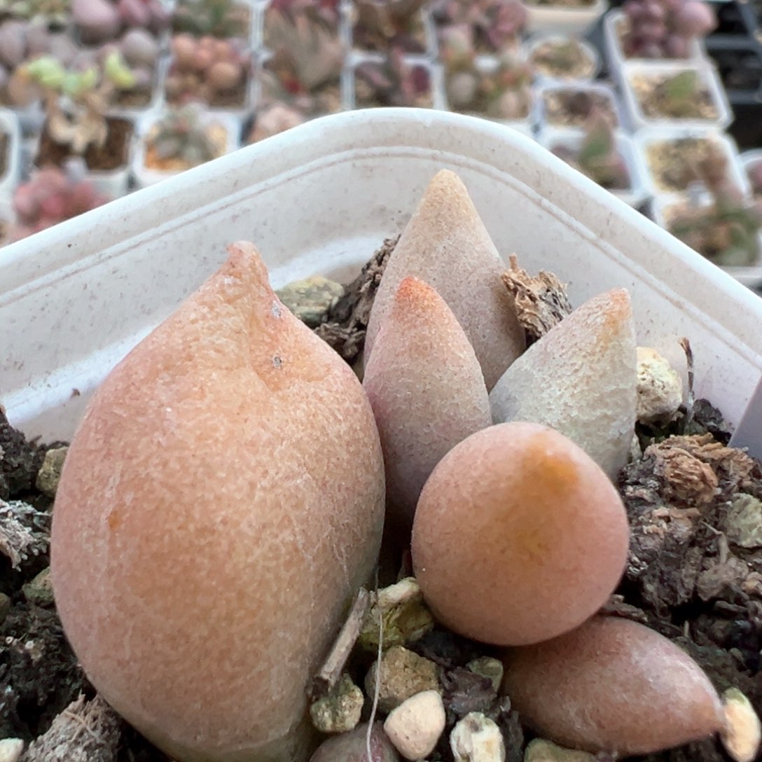 糖豆多肉植物水泡