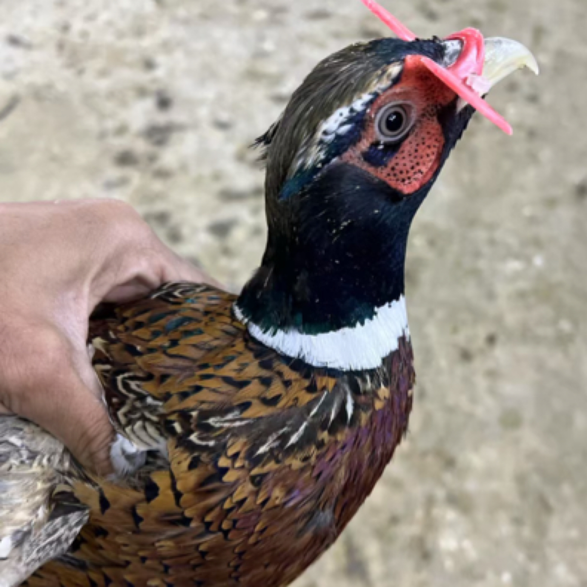 活动【1公2母】七彩山鸡肉质鲜美-整鸡发货