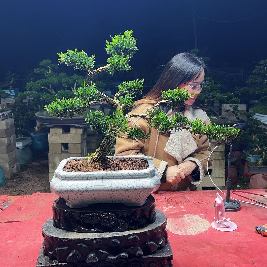 空***兰当前无花朵，栽培后可花朵