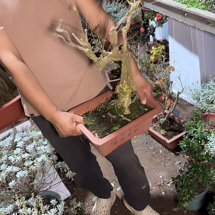 为***心无花朵哈哈哈哈哈