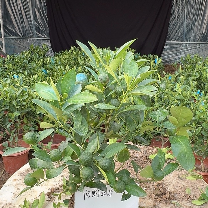 无花朵四季桔一物一拍20米