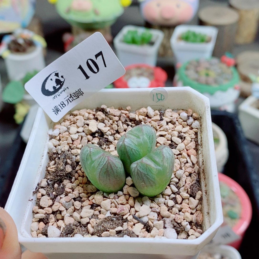 暖***O生石花花哈哈哈哈花花107