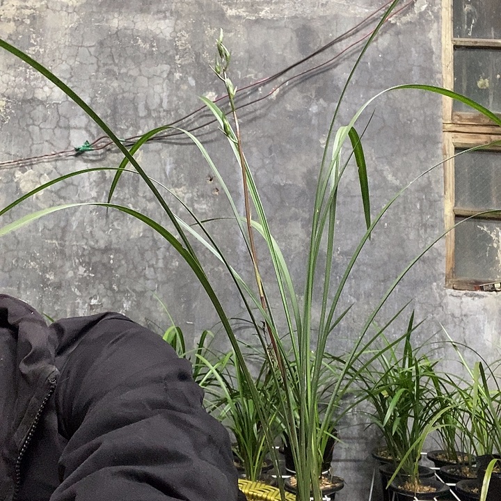 老***三完全开放生态细叶寒兰