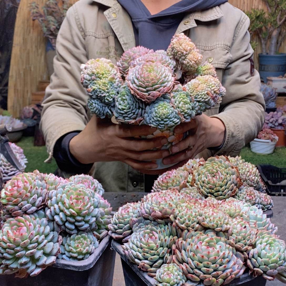 漫****光A3号白胖子缀多肉