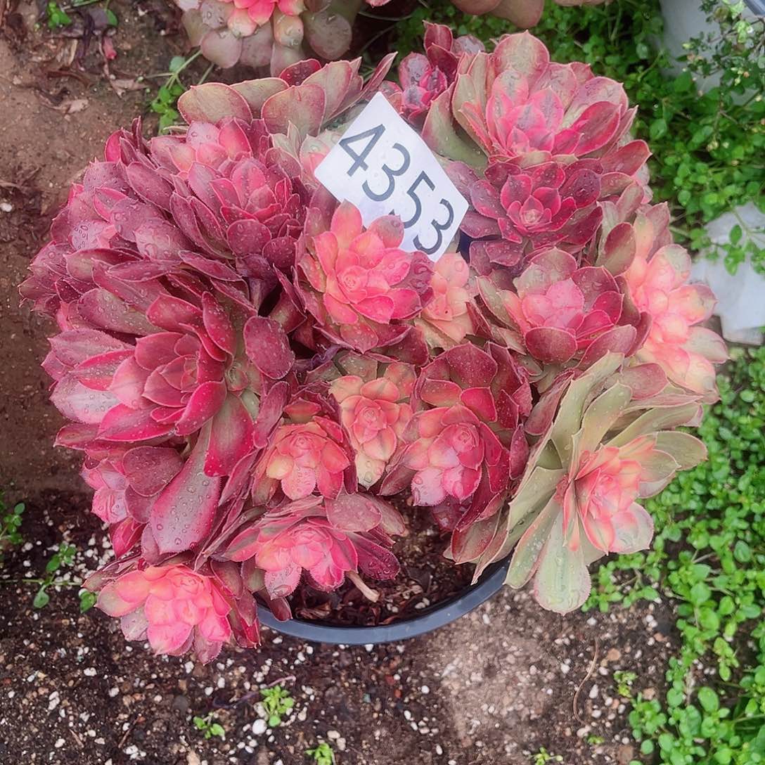 4353雅典娜多肉植物