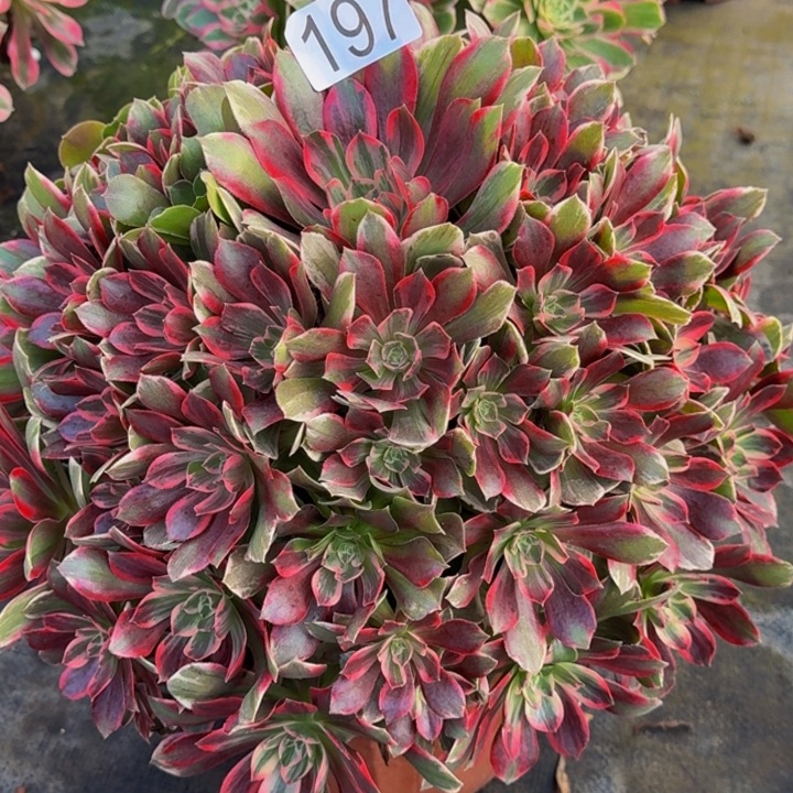 0000000000197浣纱多肉植物