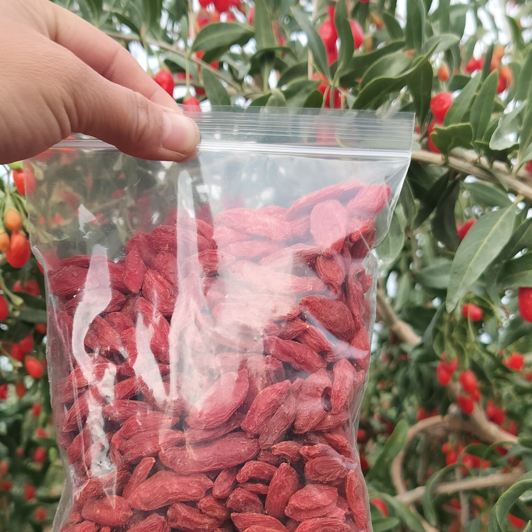 25年头茬大果枸杞，（0硫磺    0亚钠）