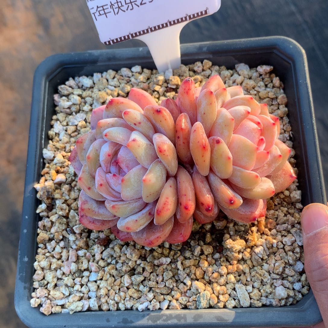 精品多肉老桩橙子58包邮