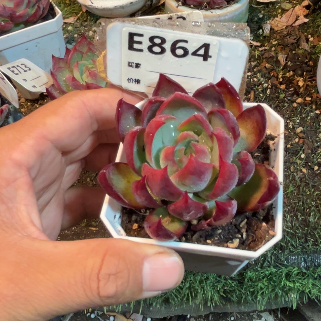 惊鸿一瞥864号多肉