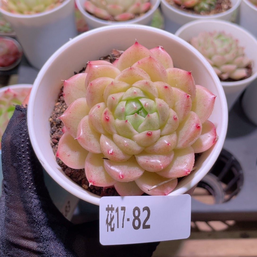 花利美17-82麦秆单头