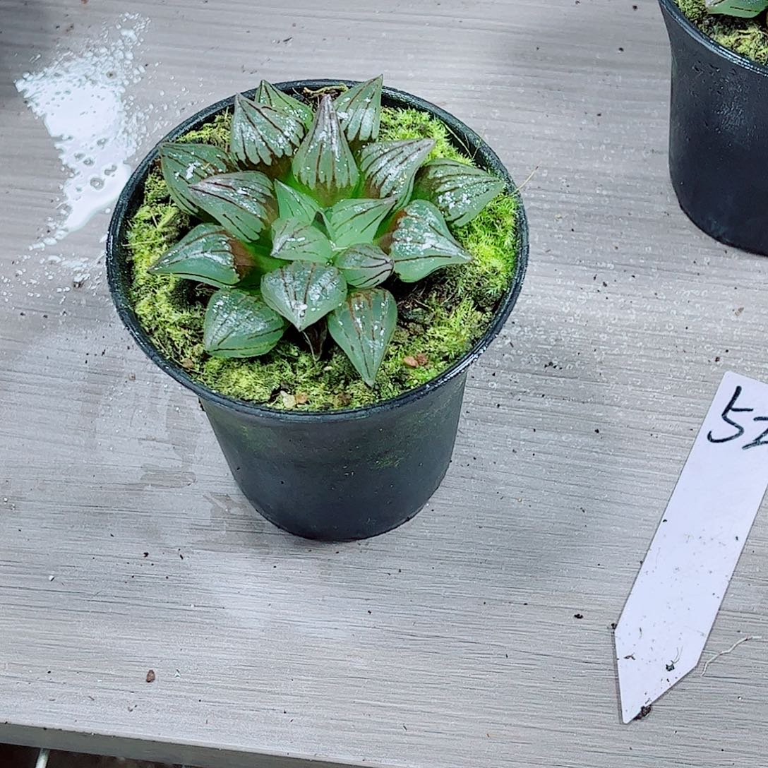 西瓜寿玉露一勿一拍