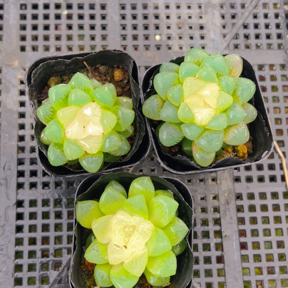 糖心玉露多肉多肉3颗