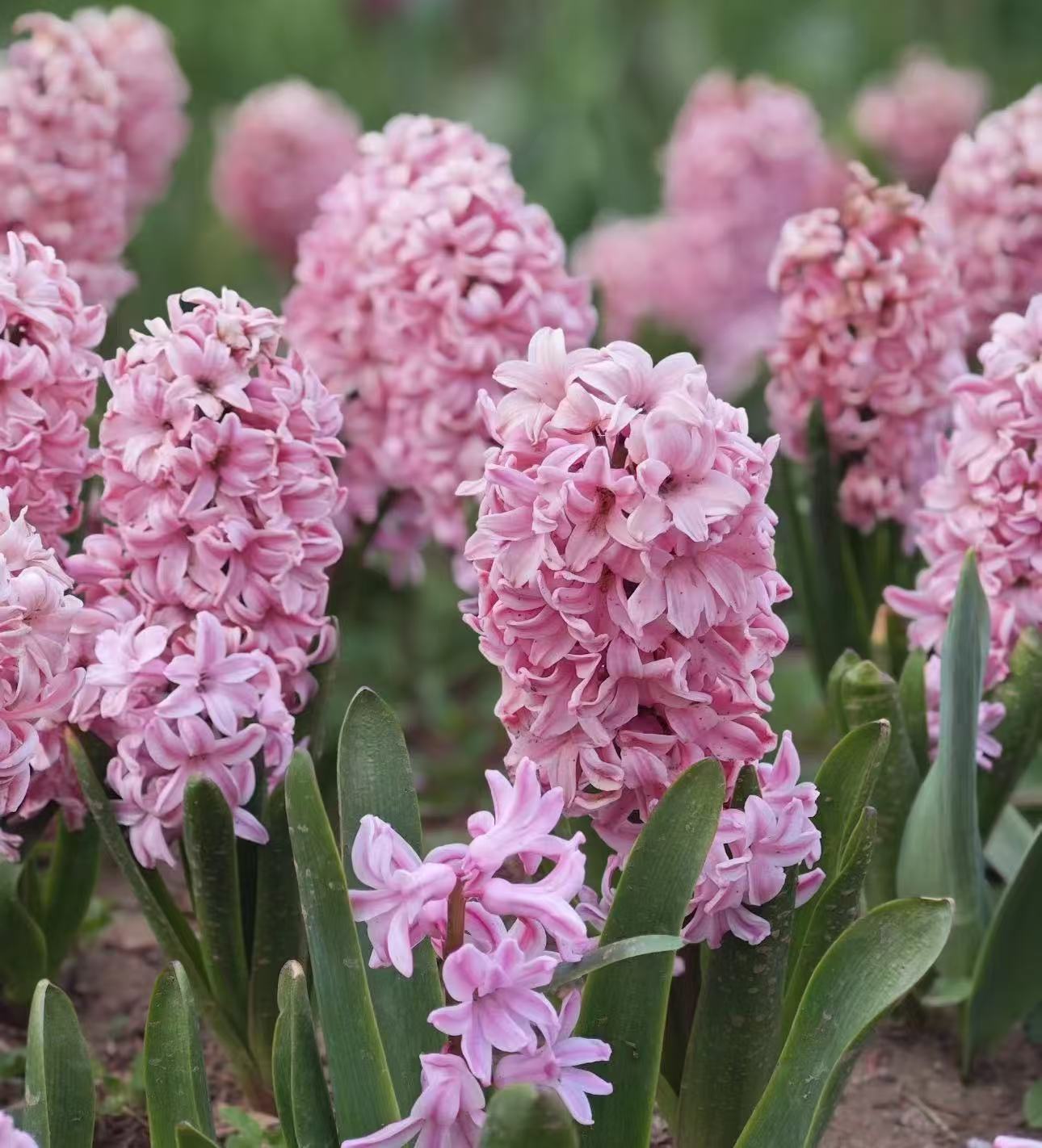 【李先生】风信子（粉色）种球可盆栽可水培