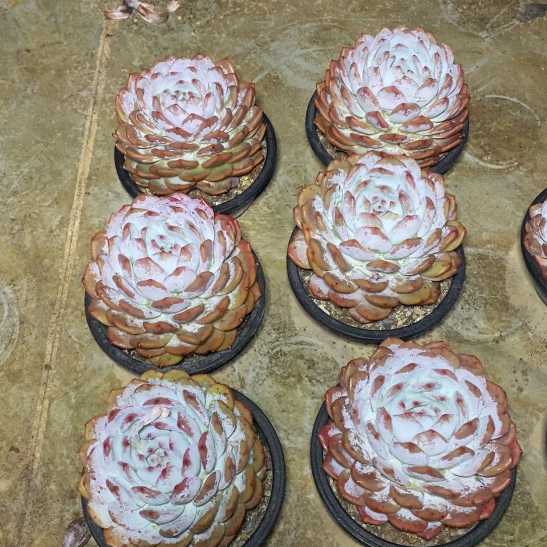 啊军喵多肉橙子单头38包邮