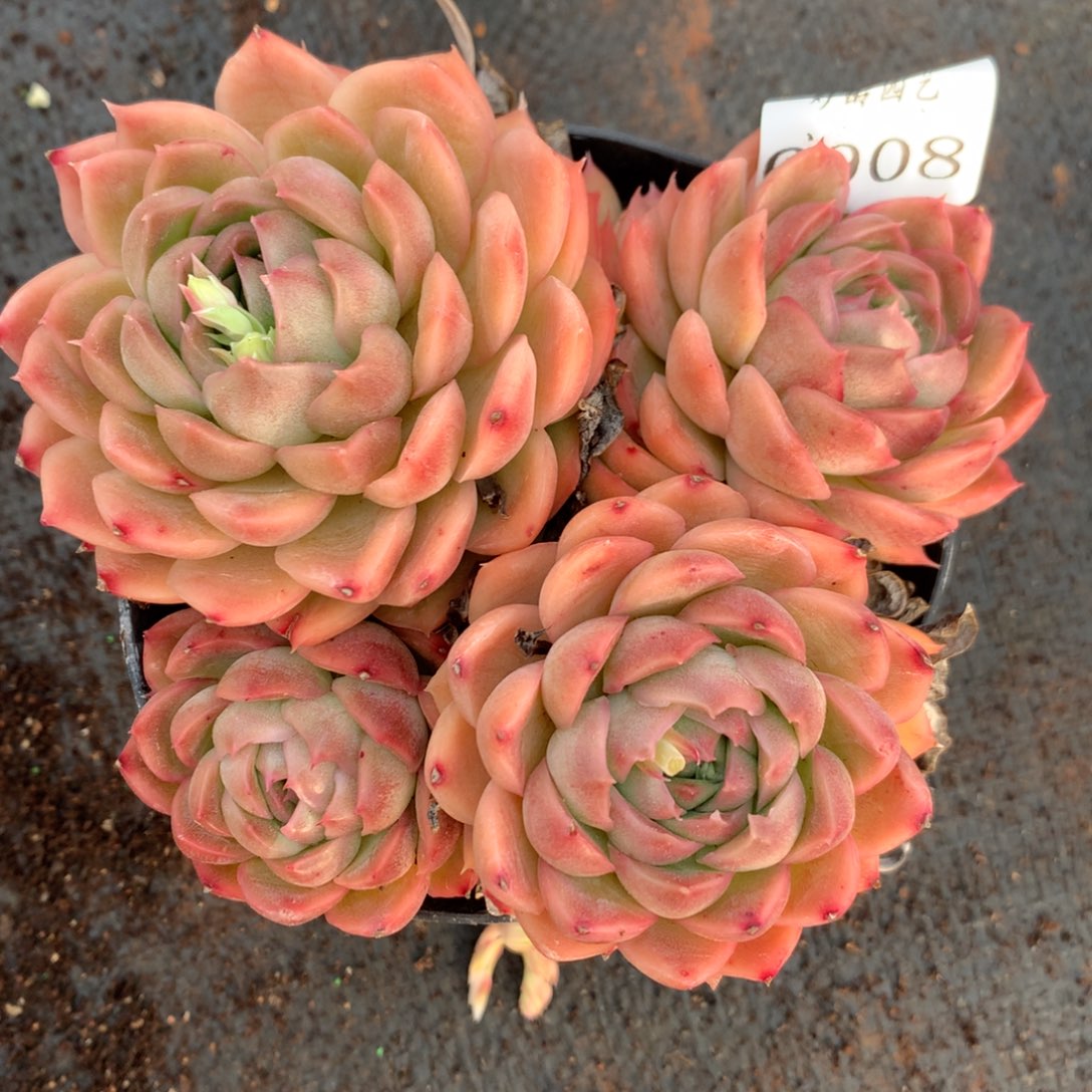 6908杂交精品基地12厘米