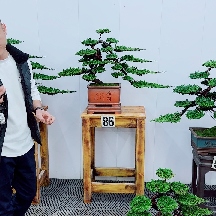 无花朵松柏盆景，一物一拍