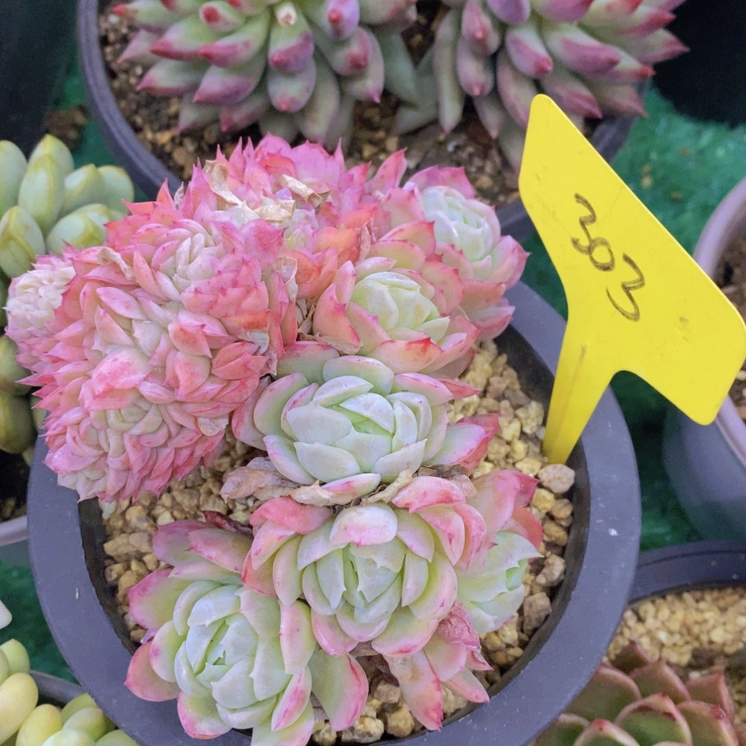 今天开心，精品多肉，一物一拍