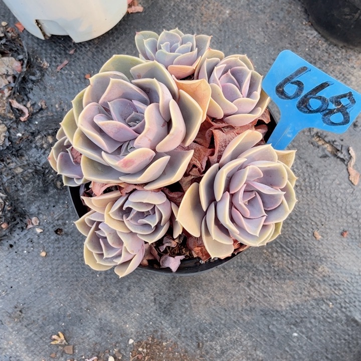 多肉植物9.9包邮