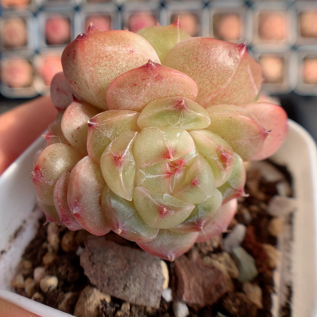 多肉植物。 糖心3