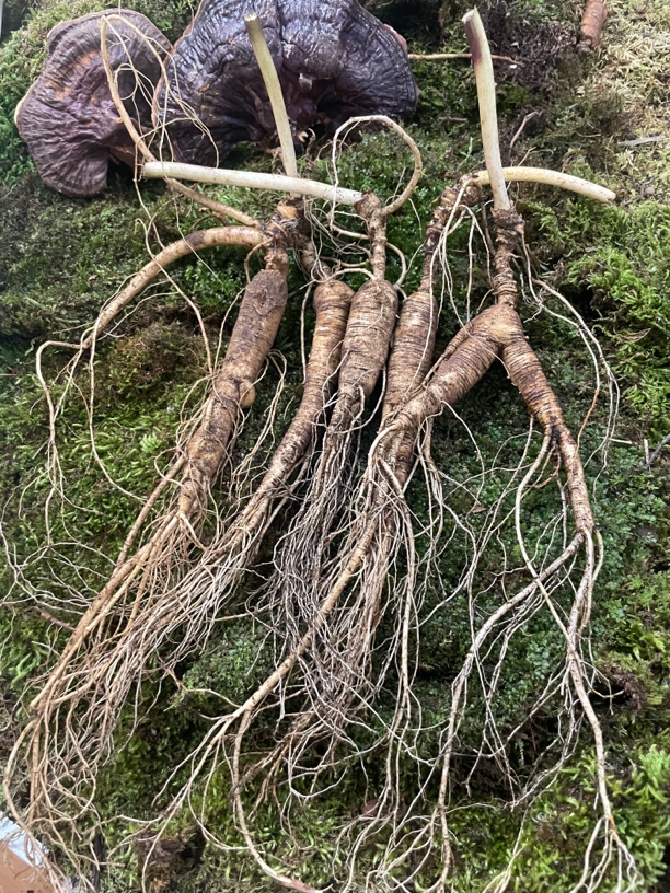 长白山新鲜带土优质保鲜食用山参15年左右，1单5棵林下山参