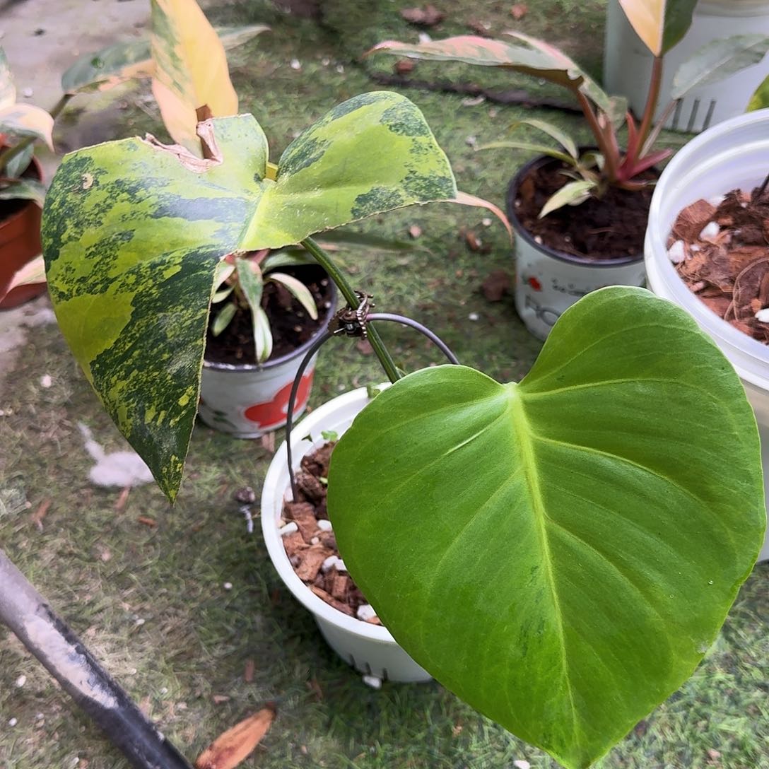 完全开放绿锦A3两页