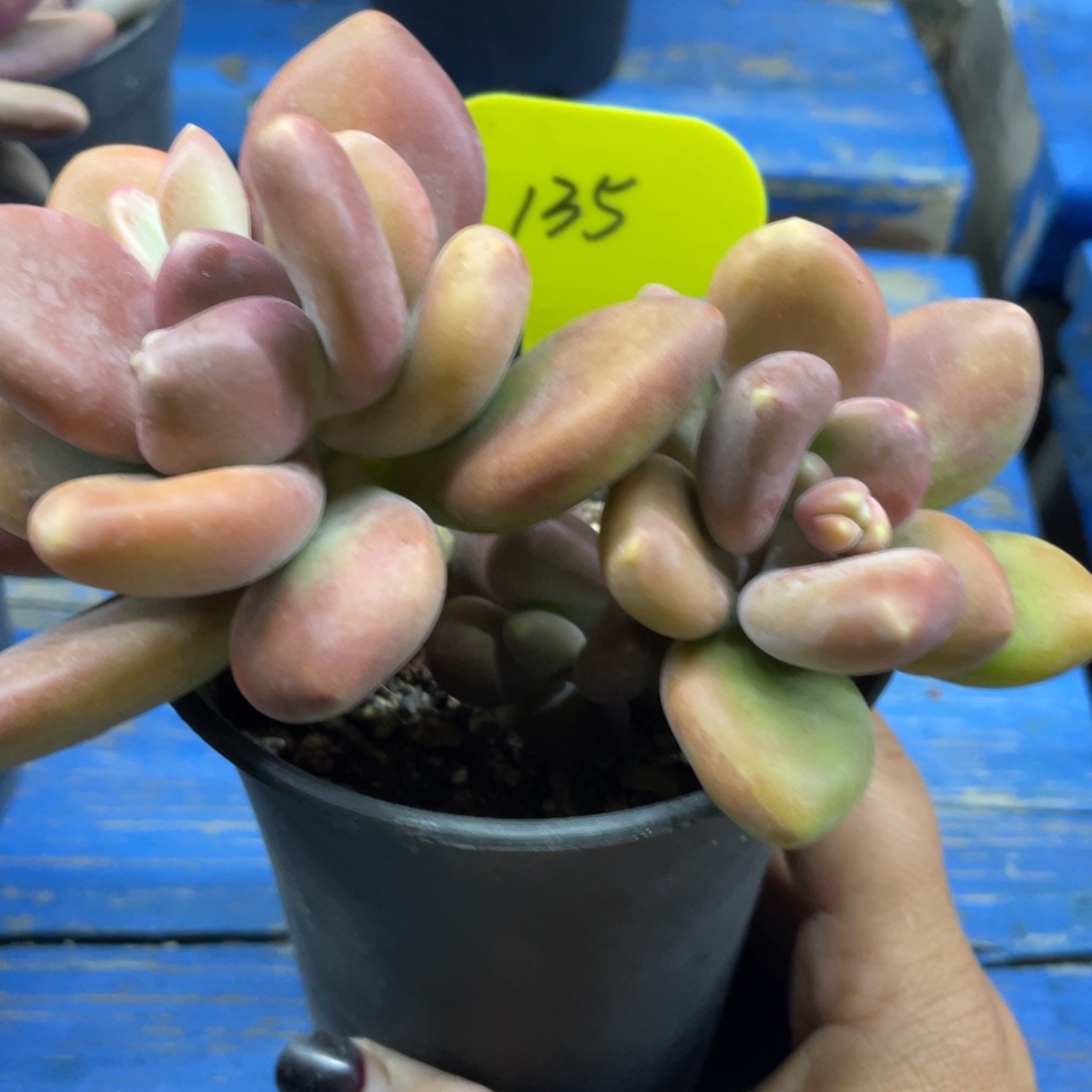 芒果奶双头带崽子135